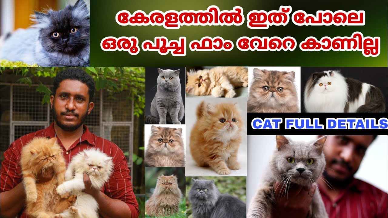 വർഷങ്ങളായി പൂച്ചയെ സ്നേഹിക്കുകയും  പരിപാലിക്കുകയും ചെയ്യുന്ന ജോബിയുടെ ഫാമിന്റെ വിശേഷങ്ങൾ || Cats
