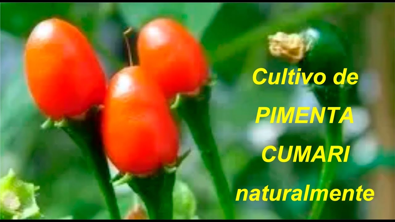 Cultivo de PIMENTA CUMARI de maneira natural