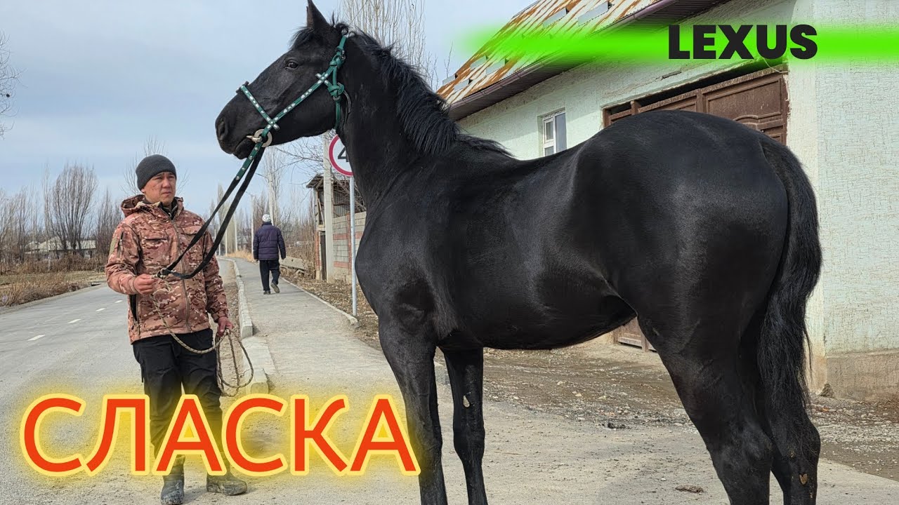 ЛЕКСУС ТАЙ СЛАСКА