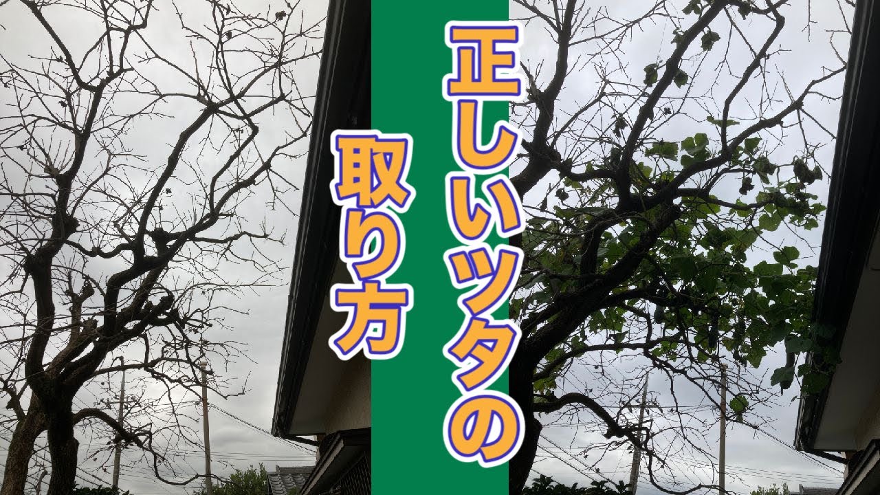 間違った方法でやっていませんか？正しいツタの取り方の話（字幕対応）