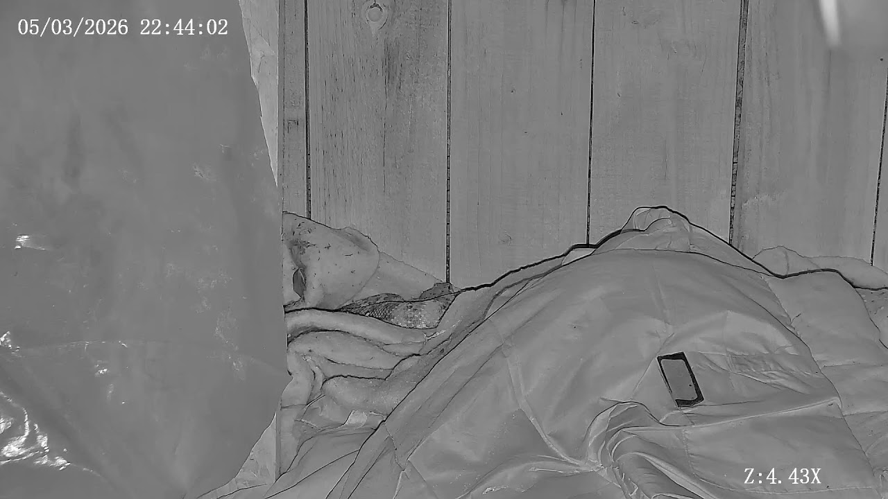 Joshua Tree Rattlesnake cam Live Stream