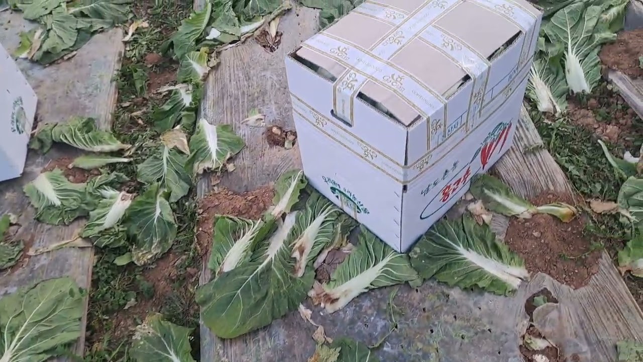 납작이배추 수확해 이렇게 발송중 맛있게 드시고 건강 하십시오