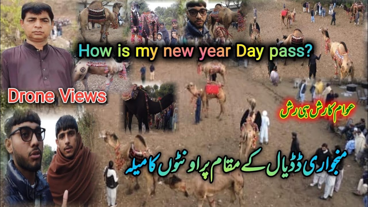 Camels 🐫 Ready For Kalyam Shareef Mela | Happy New year Day 2026 #familyvlogs 