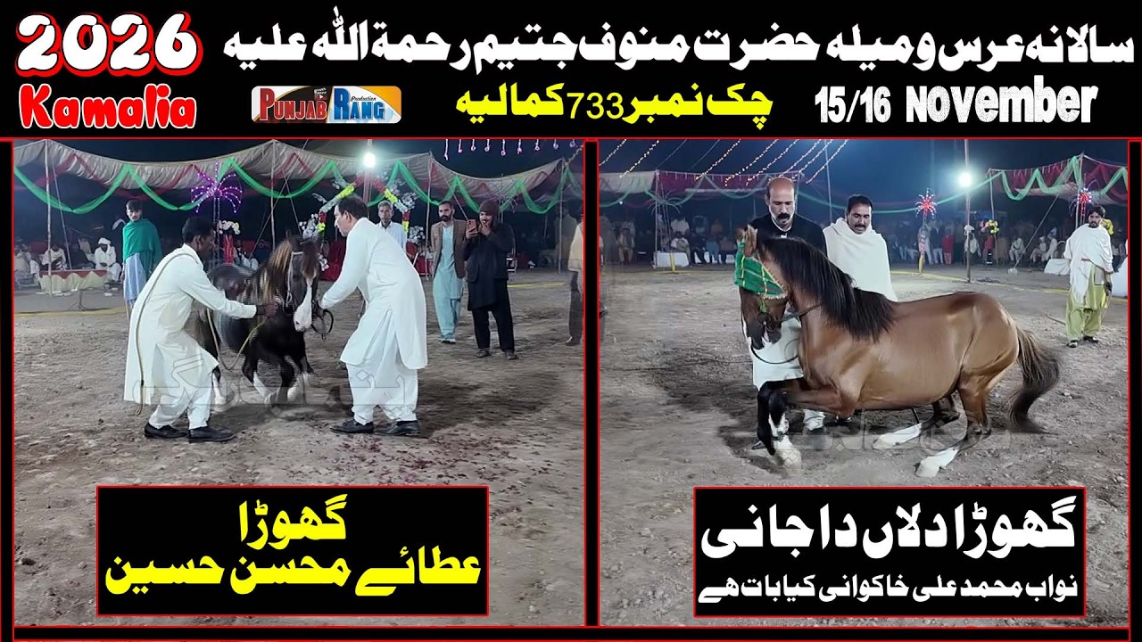 Dillan Da Jani دلان دا جانی Vs Ata e Mohsin e Hussain l 15 November 2025 l Manoof Jateem Kamalia