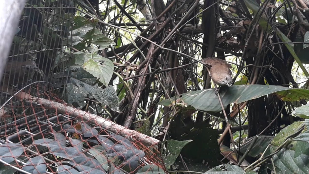 Kèo Tập Bổi Lỡ Đấu Cực Phê.