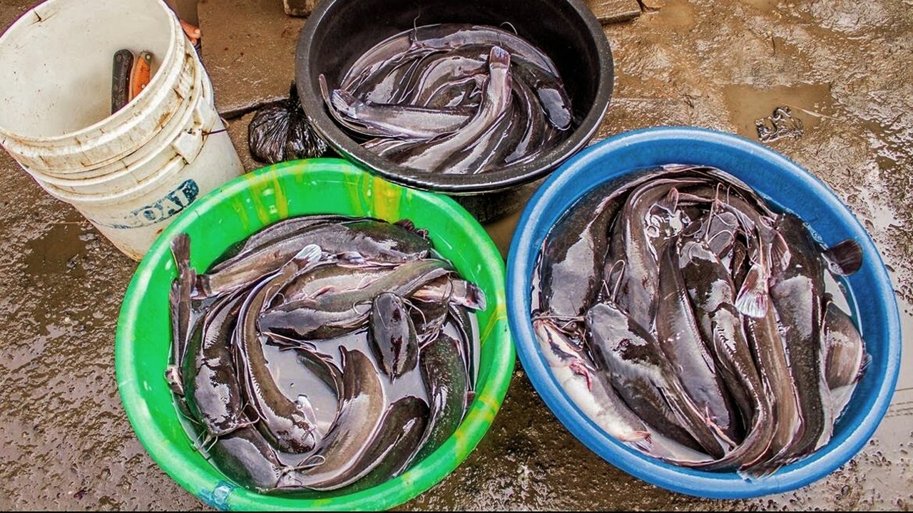 CARA TERNAK LELE AGAR UNTUNG MELIMPAH