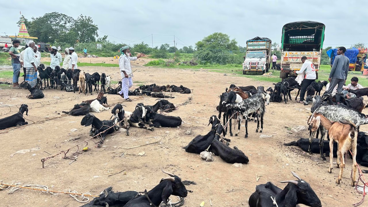 Bakri bazaar biloli 😍1/7/2025