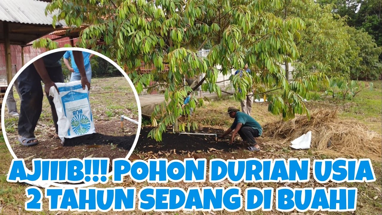 TREATMENT PUPUK ORGANIK PERANGSANG BUNGA BU8 KARUNG BIRU