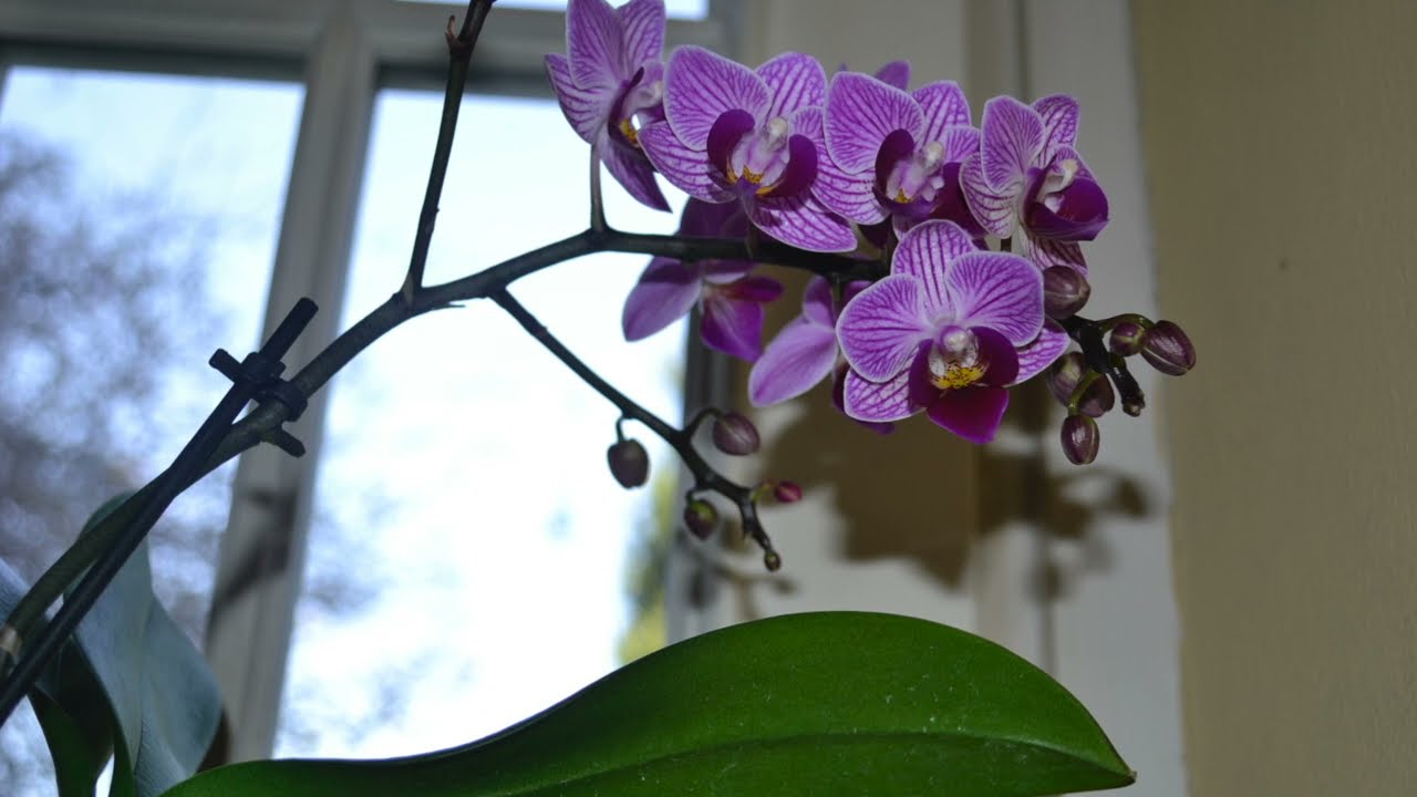 le malattie delle orchidee