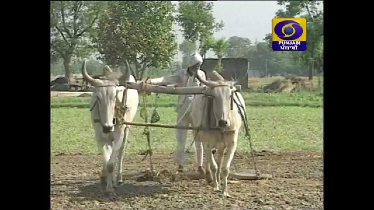 Azadi De Pjjah Vare Ate Hara Inklab (DD Punjabi)