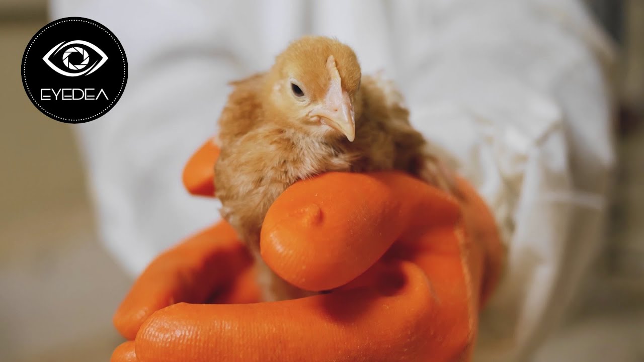 FILM D'ENTREPRISE - ETS Chergui & Prodavic Biofarm