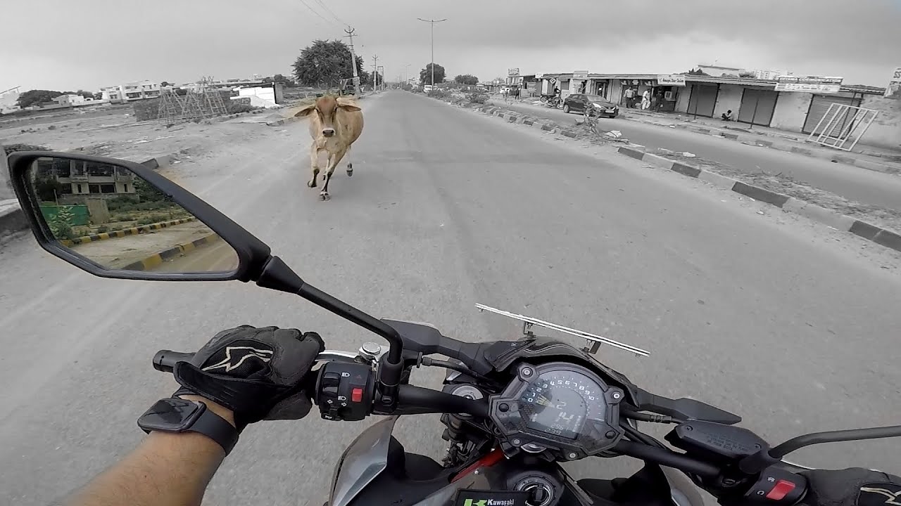 WTF! A Cow Attacked Me! #Z900