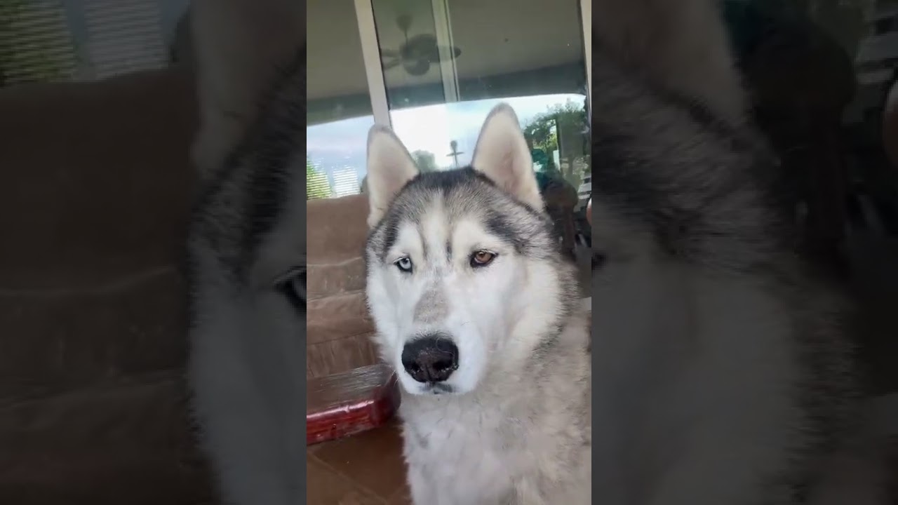 It&rsquo;s rest day for us boys #restday #husky #dog #hookah