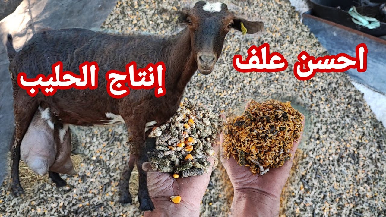 ارشادات و نصائح مهمة تربية الماعز + حالة الجديات مكسورة الارجل