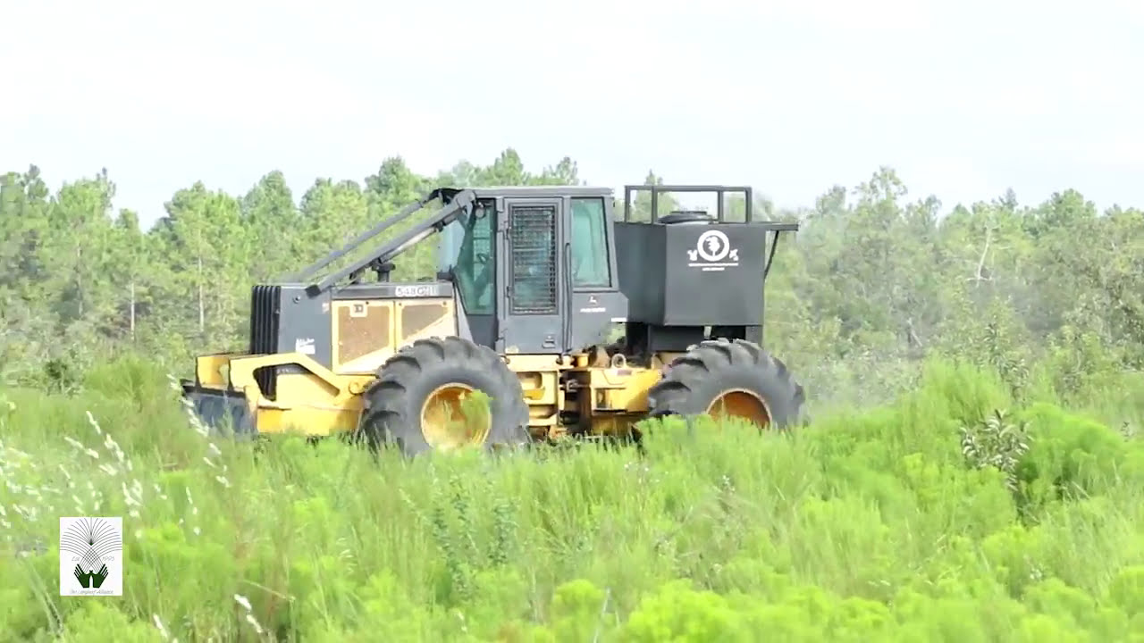 Site Preparation for Planting Longleaf | The Longleaf Alliance