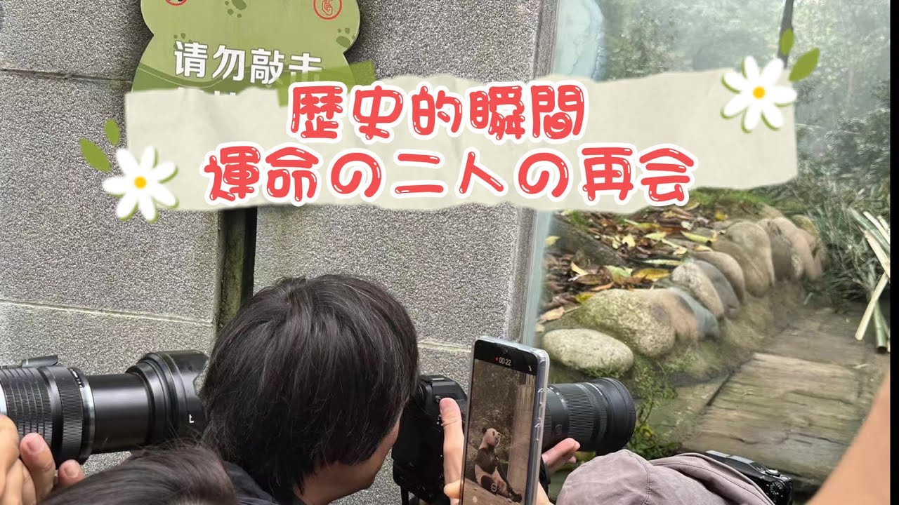 [歴史の瞬間　運命の二人再会]待ちに待ったシャンシャンとの再会ですが、皆はとても控えめに静かに観覧と撮影をしていてシャンと一緒にいる時間を楽しんでいた。