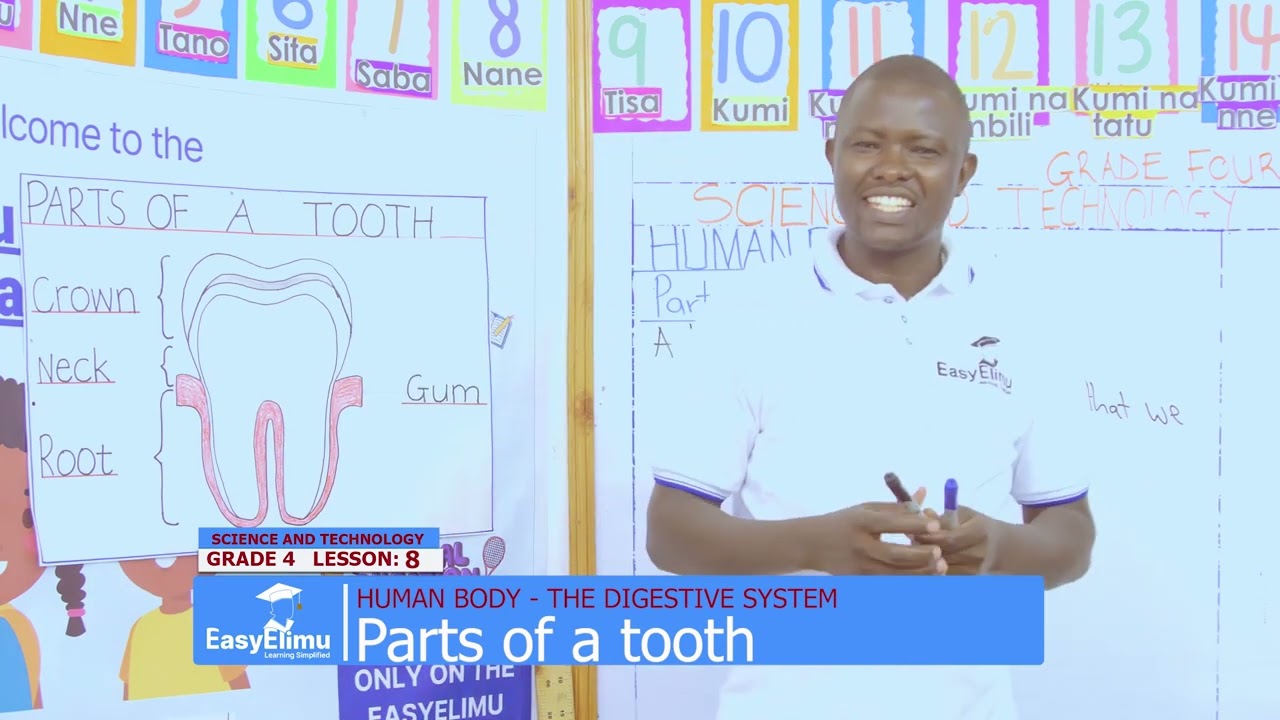 The parts of a tooth | Grade 4 Science and Technology