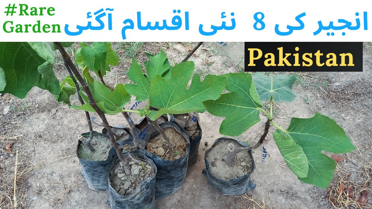 8 New Fig Varieties Added In My Garden, Pakistan | Top 8 Amazing Figs | Rare Garden | Urdu/हिंदी |
