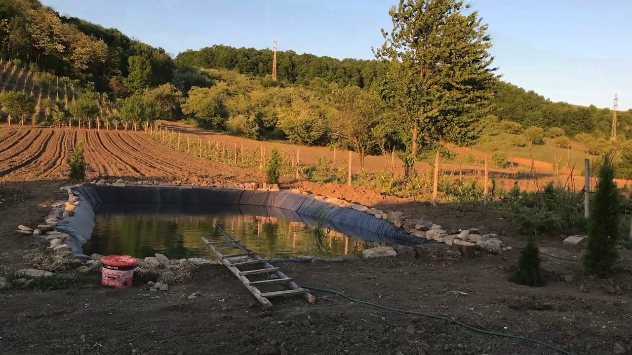 Iaz grădina cu crap și caras/ Garden Carp Pond