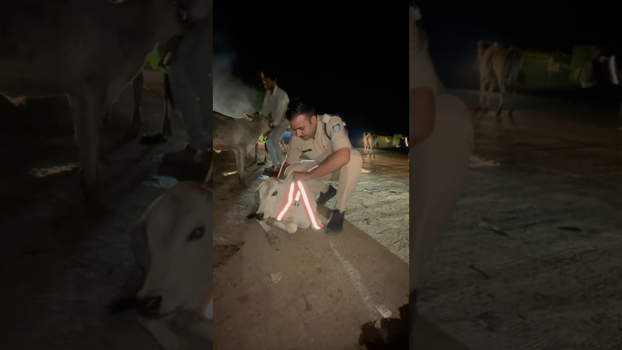 Road cow, Seftiy belt #viralnow #helpthemfoundation #automobile #rescueefforts