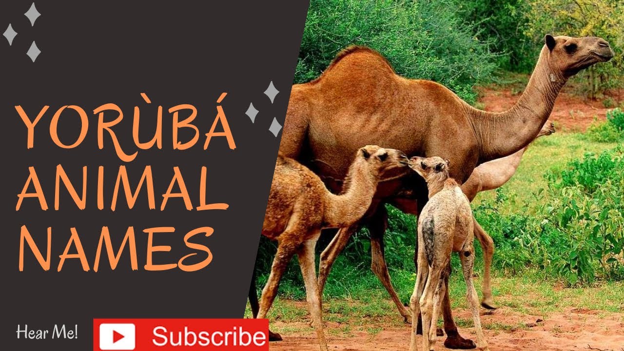 Yoruba Animal Names | Oruko Eranko Yoruba
