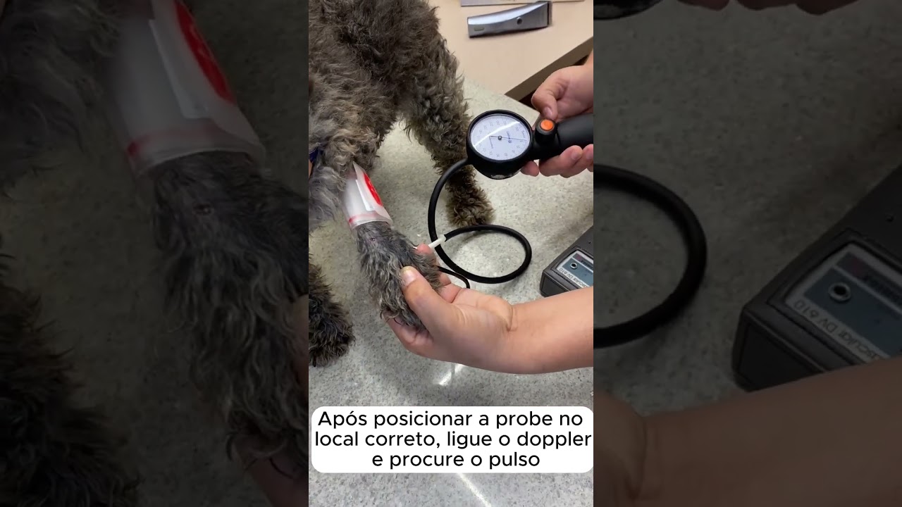 COMO AFERIR PRESSÃO DE CÃES E GATOS