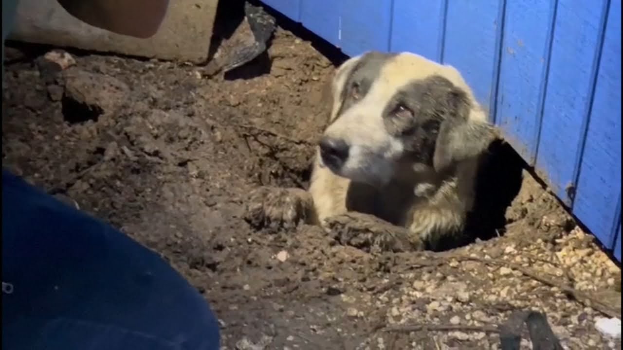 ABC News crew rescues dog while covering Texas tornado damage