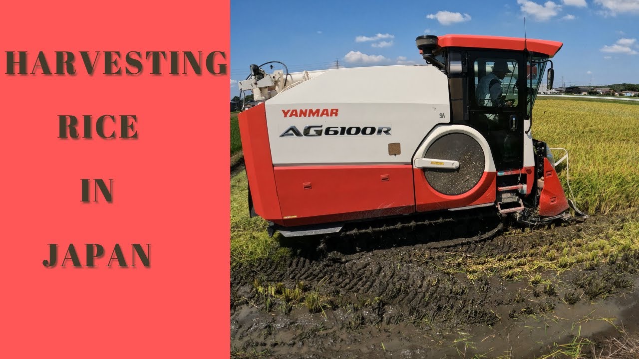 Harvesting Rice in Japan, Modern Rice Farming, Cool Rice Harvesting Machine