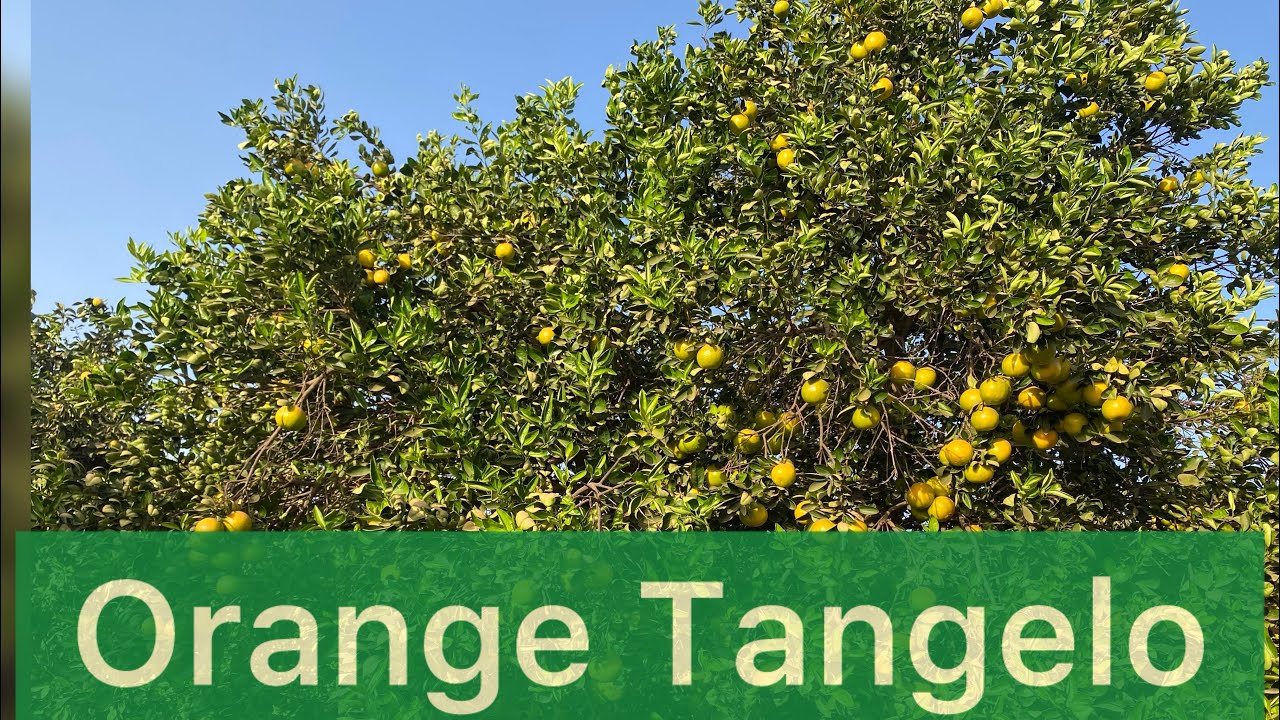 Culture d’orange : Je Fais 625 Pieds D'agrumes Par Hectare en 2026