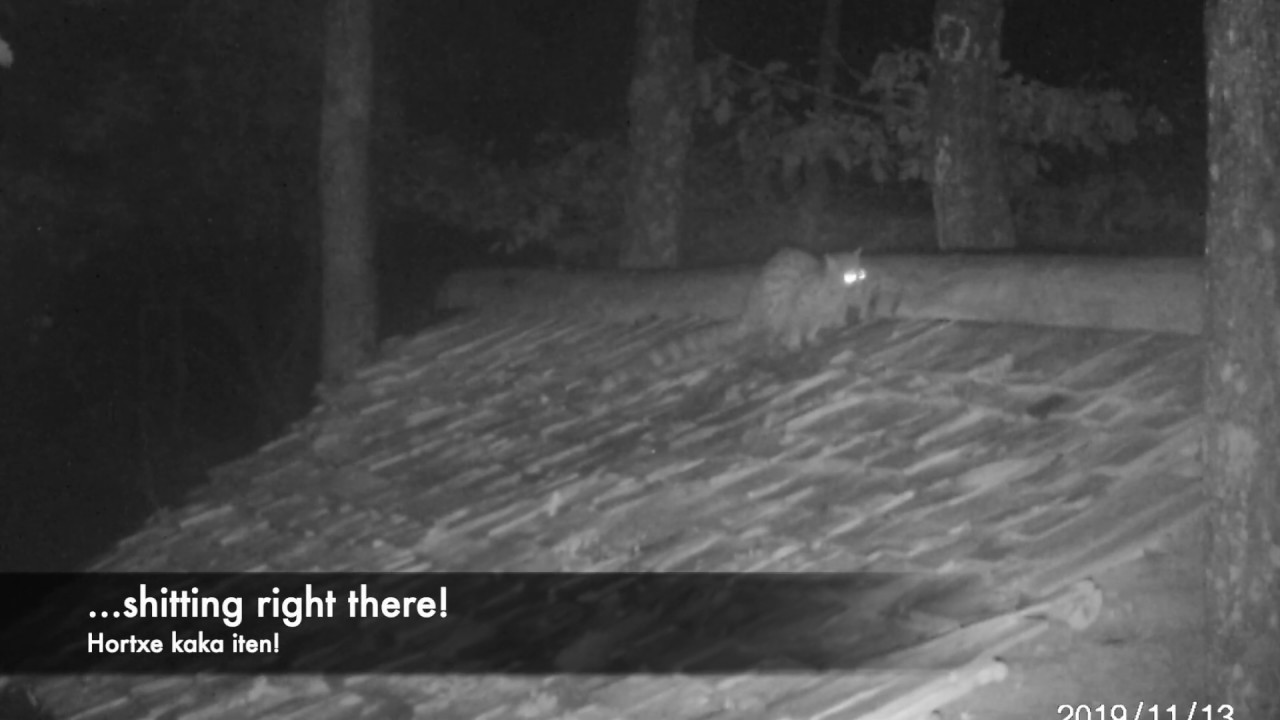 It wasn't a fox after all!
