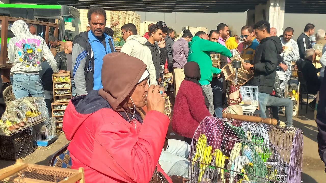 الناس اشترت عصافير ايه وبكام من سوق الجمعة⁉️واسعار العصافير بأرقام اصحابها من داخل السوق💯💚⚘️