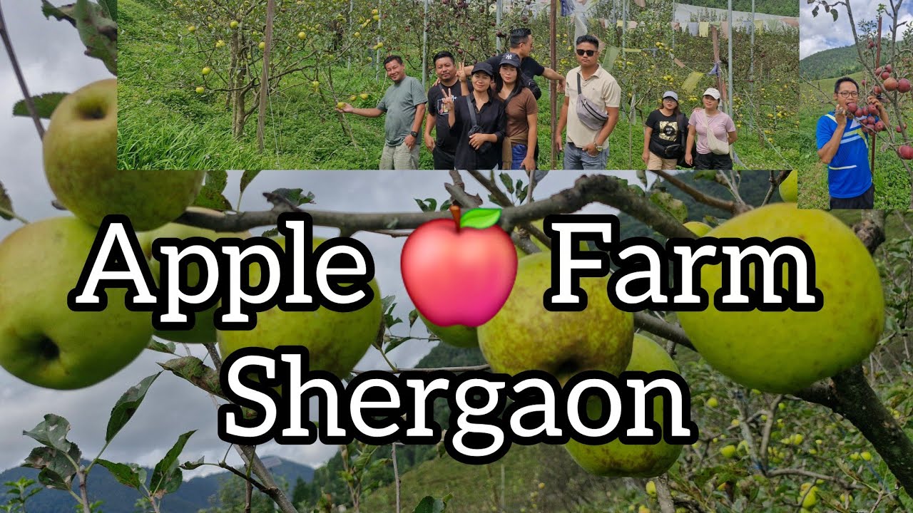 Apple 🍎 Farm Shergaon 