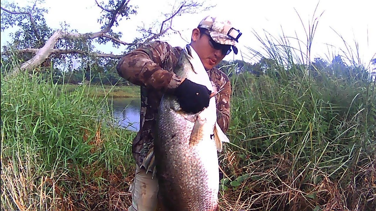 Paser ikan kakap monster REKOR monster baramundi berhasil di naikkan