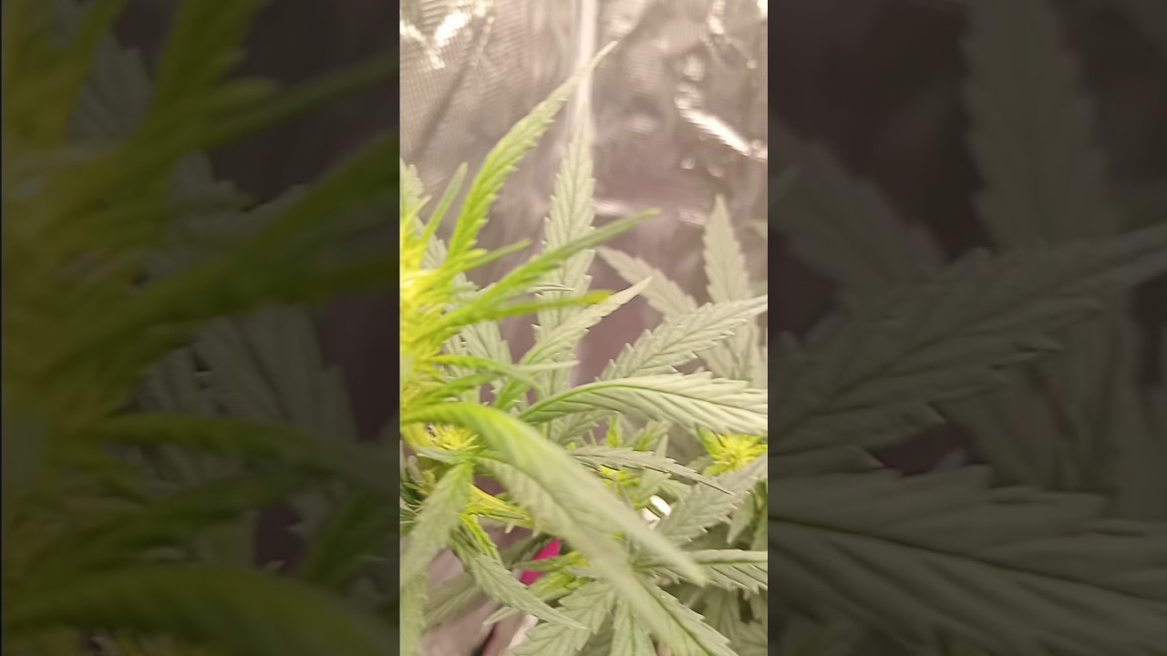 (big bud) strain early flower