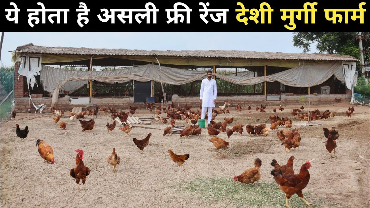 विदेश की लाखों की नौकरी छोड़ अपने गांव आकर शुरू किया Desi Poultry Farm | Desi Poultry Farming