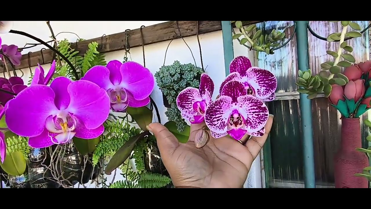 Registrando a floração das orquídeas 