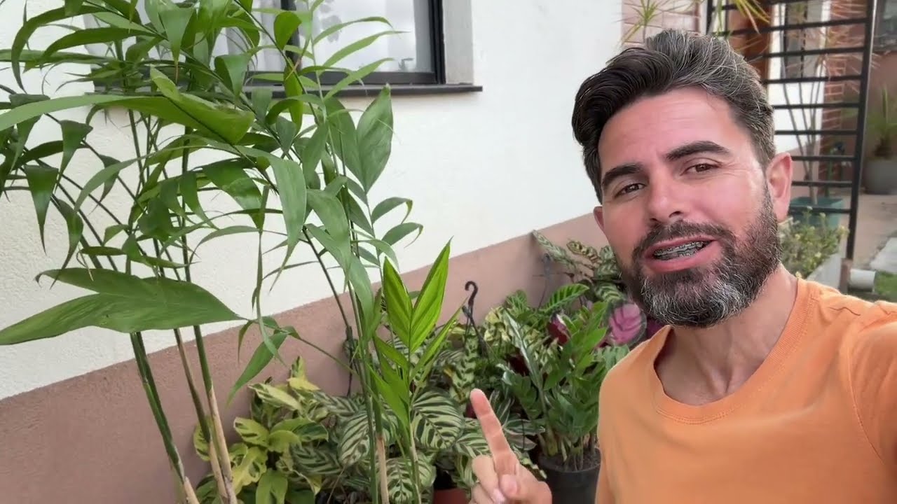 Quais plantas posso usar em um jardim de meia sombra? | O Jardineiro Eden