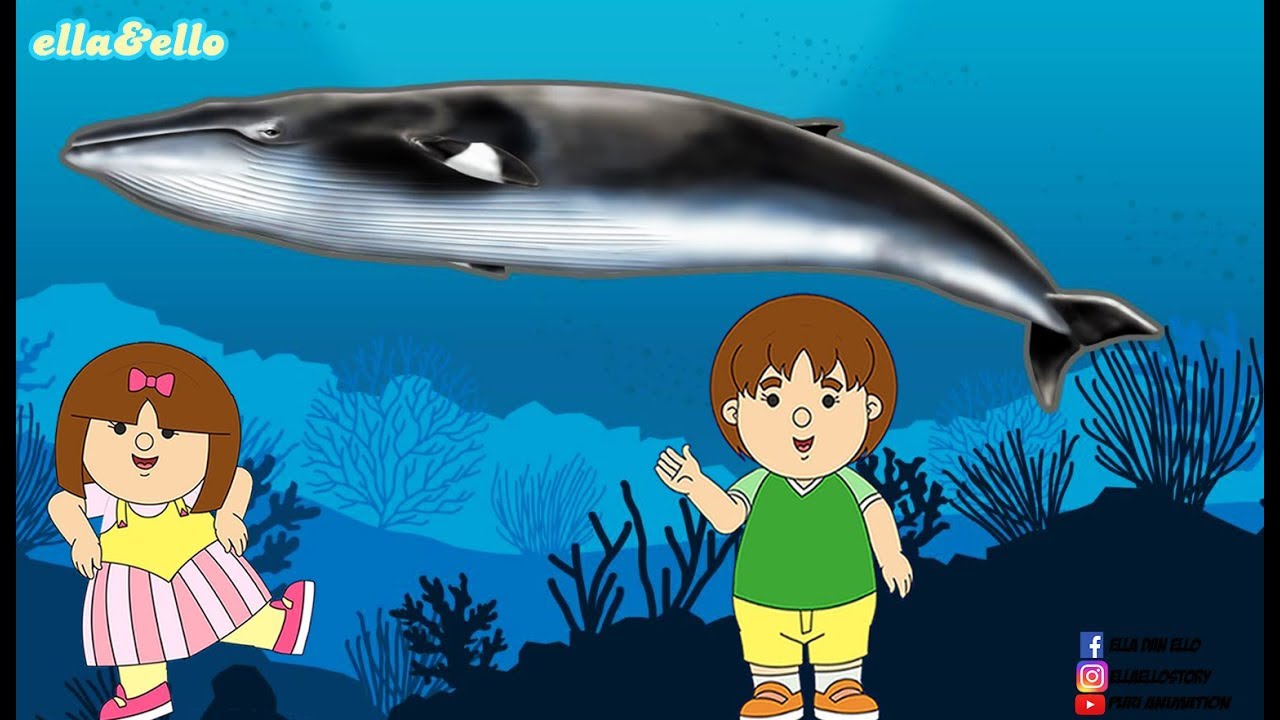 Ayo Temukan - Jenis Ikan Paus | Puri Animation