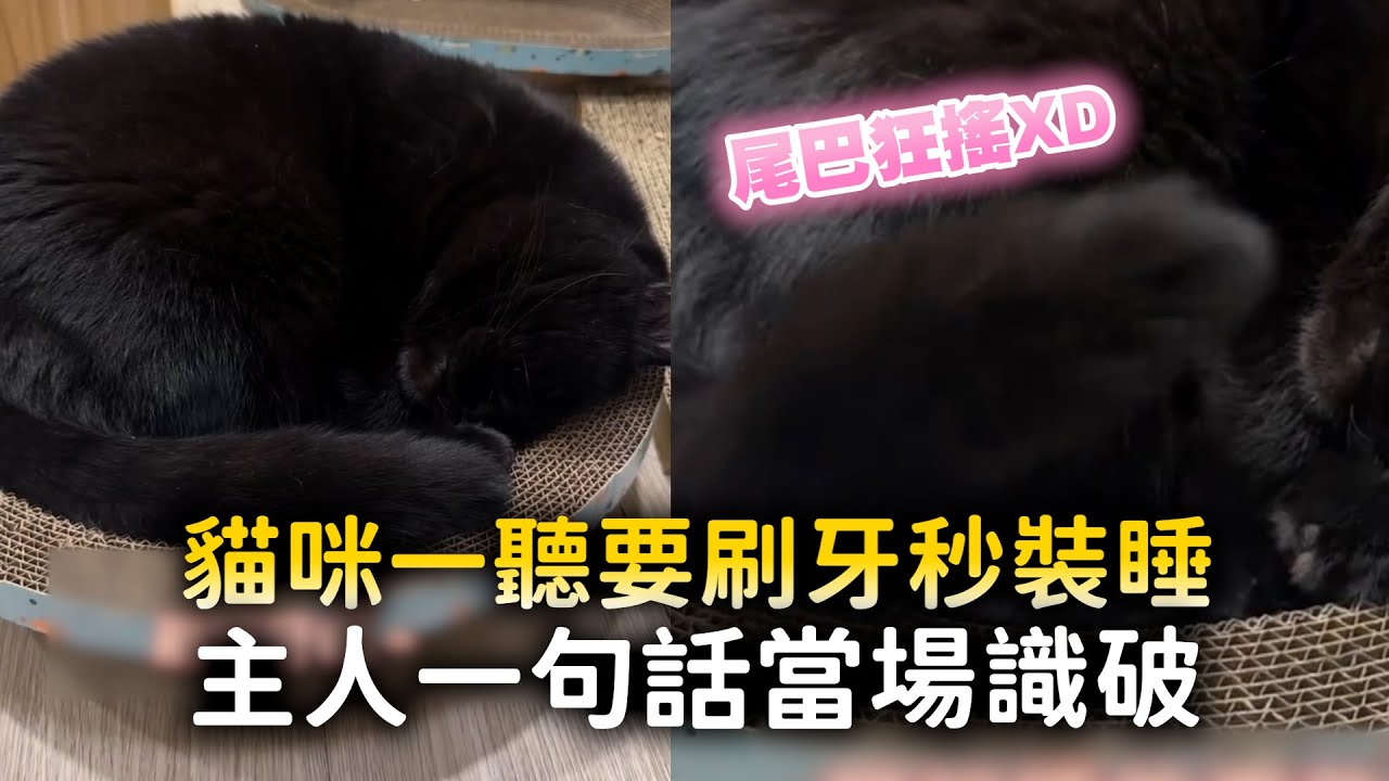 貓咪一聽要刷牙秒裝睡　主人一句話當場識破