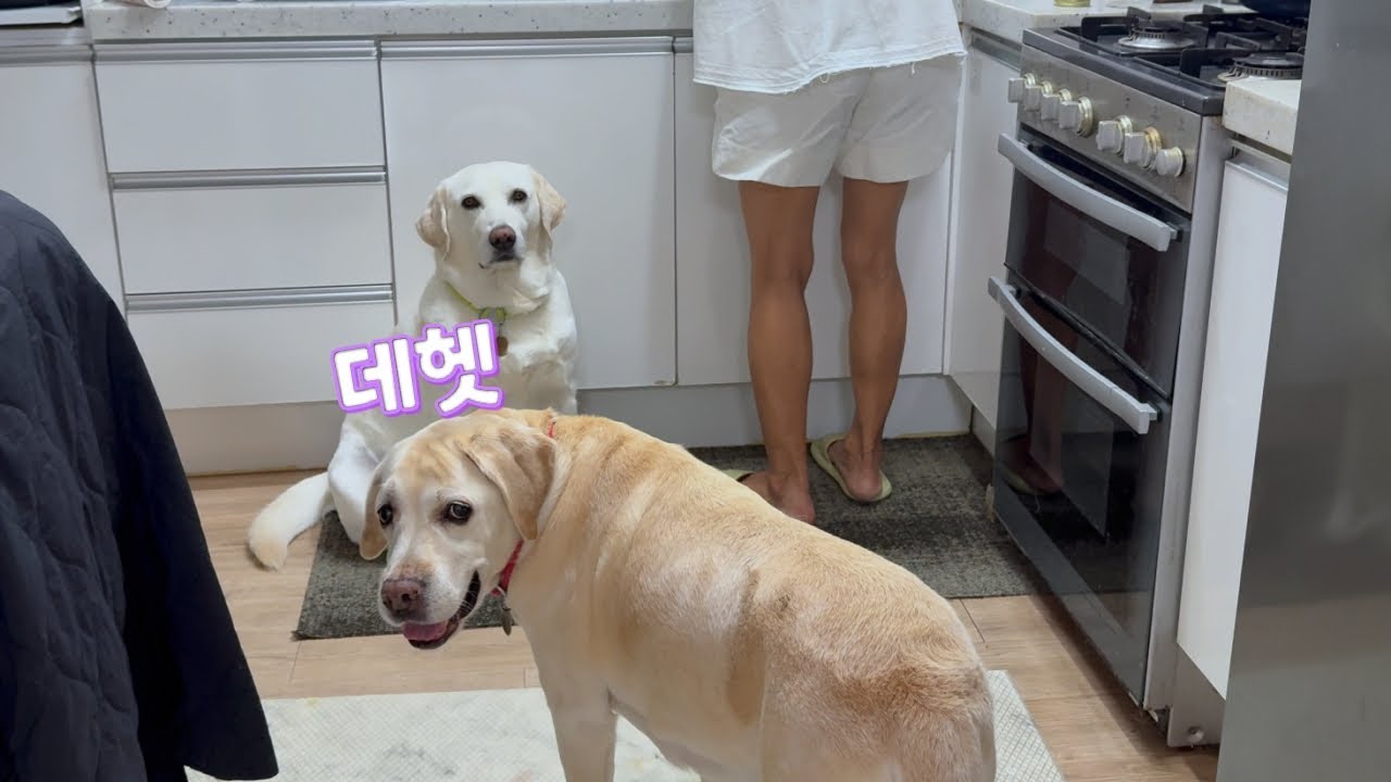 리트리버 호야 하루에게도 엄마가 생겼어요 😆
