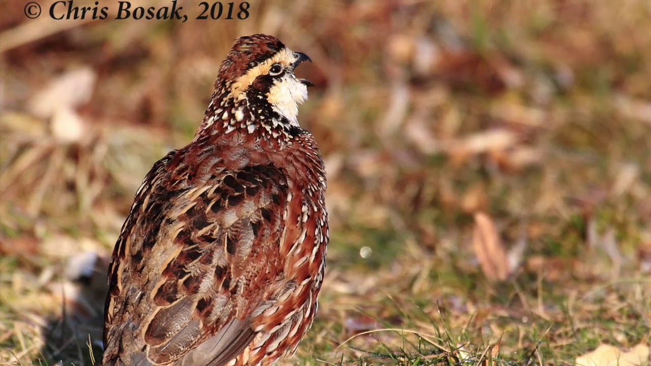 Northern Bobwhite in New England