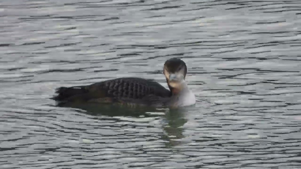 GN Diver, Caspian Gull, Kittiwake, Gannet & Black-throated Diver in Brixham harbour, Devon.