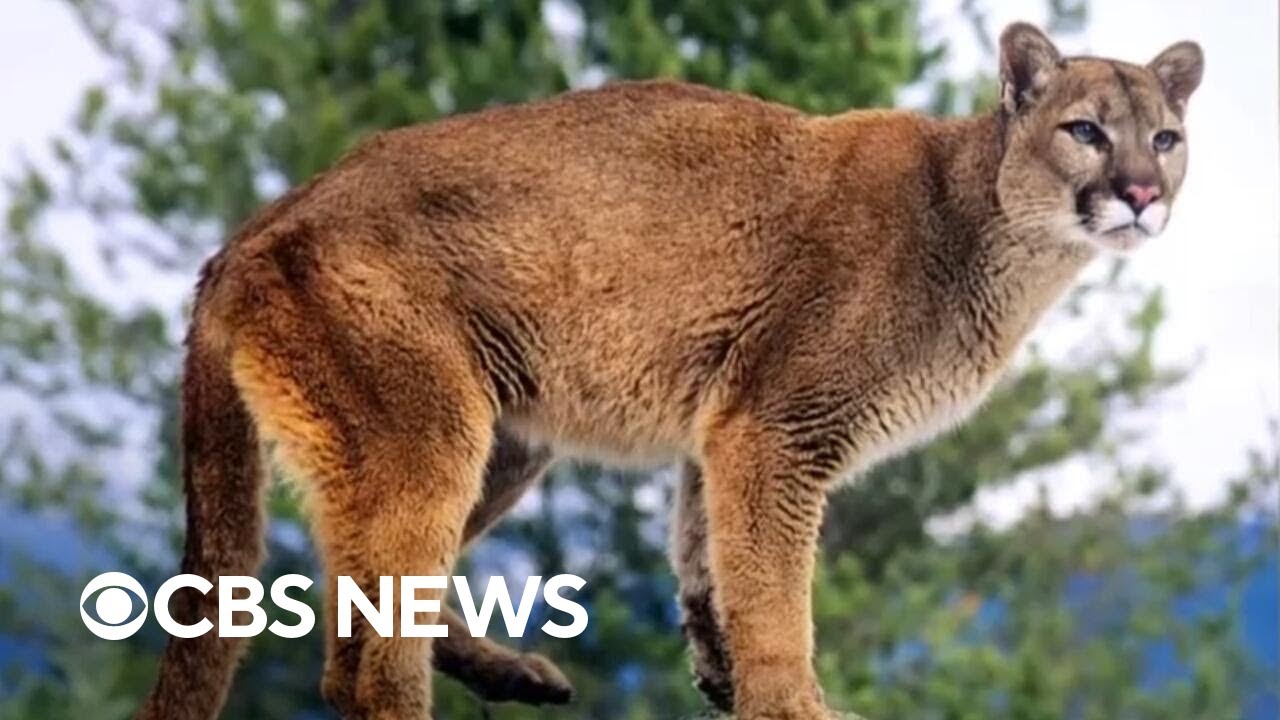 Woman killed in suspected mountain lion attack in Colorado