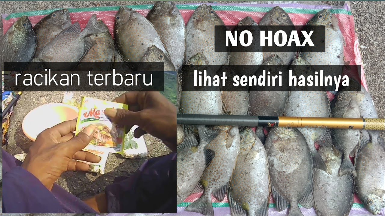 #Umpan baronang paling jitu sejagat | rabbitfish bait