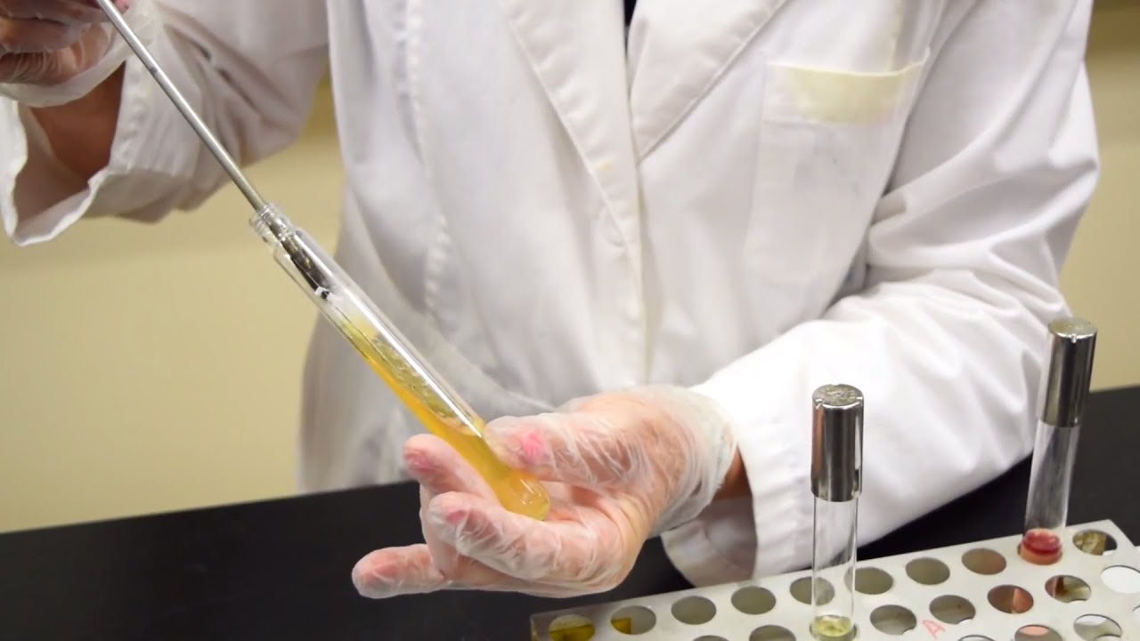 Jak zaszczepić prob&oacute;wkę z bulionem tryptonowym w celu produkcji indolu &ndash; Mikrobiologia MCCC