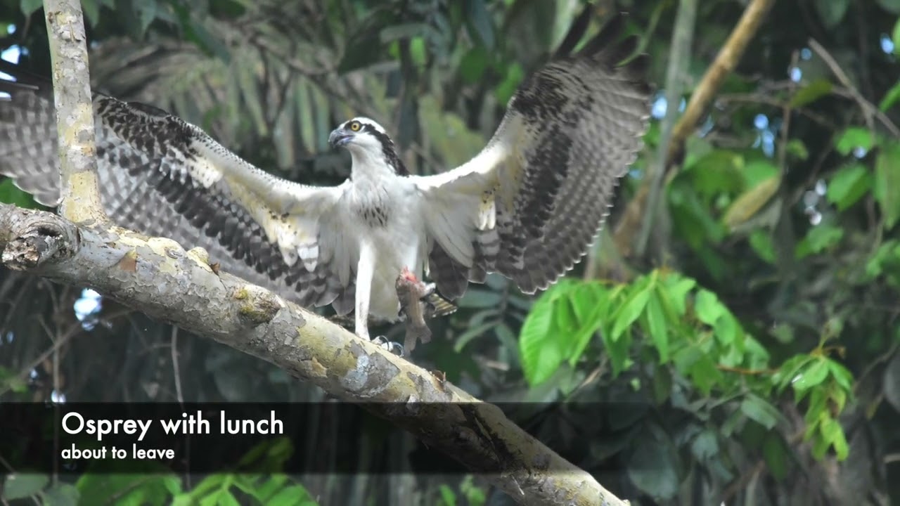 Birding in Kabalebo l September 2022 l Suriname