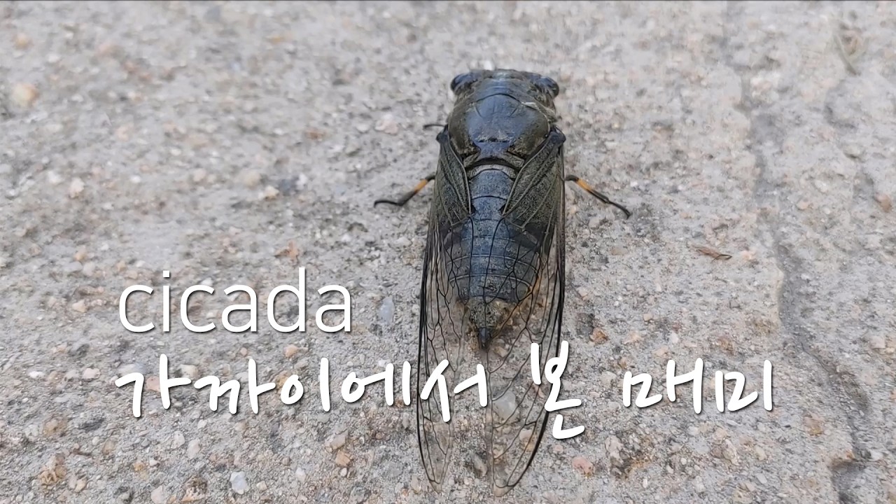 매미 cicada