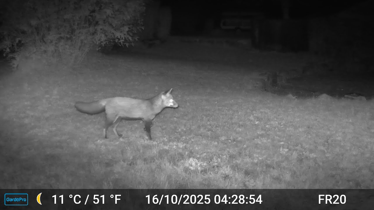Fox Videos Only Edit GardePro A3 Trail Camera 7 of 12 FR20 Côtes d'Armor, Brittany, France