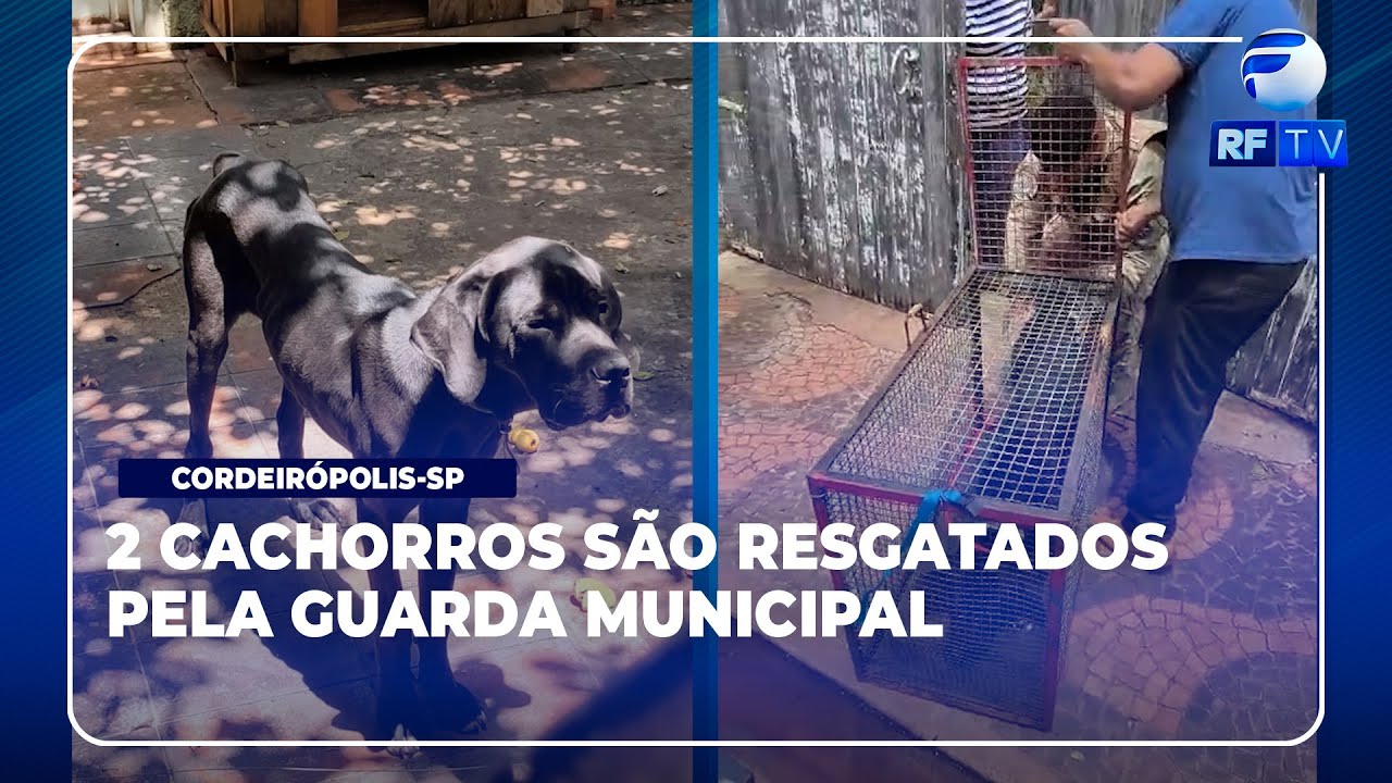 Alerta Total - GCM de Cordeirópolis resgata dois cachorros