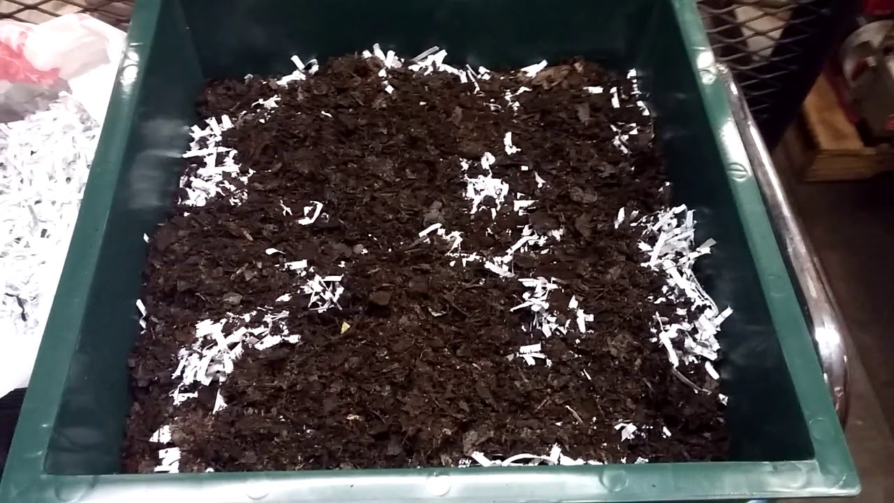 DIY / Making worm compost bedding.